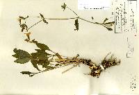 Image of Silene noctiflora